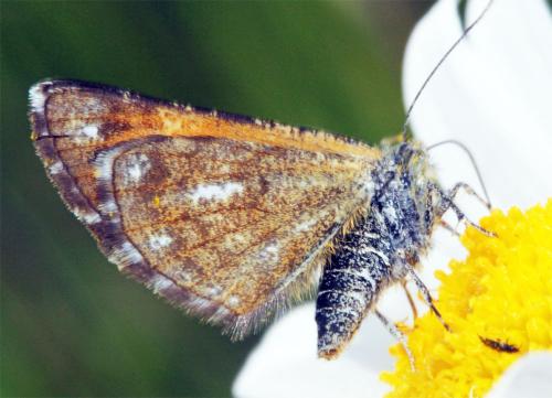 Isturgia famula